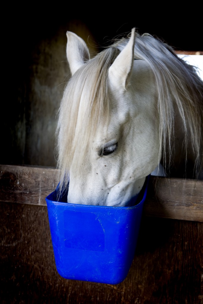 how-to-estimate-the-body-weight-of-your-horse-mb-equine-services