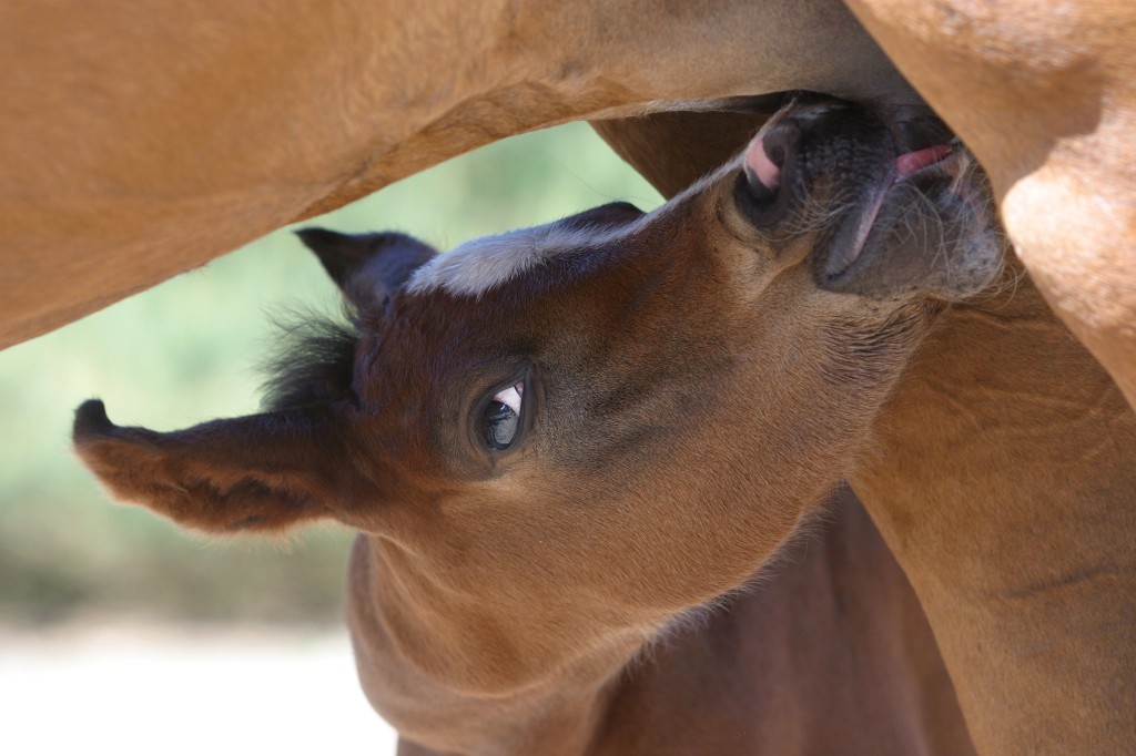 Feeding the Lactating Mare MB Equine Services