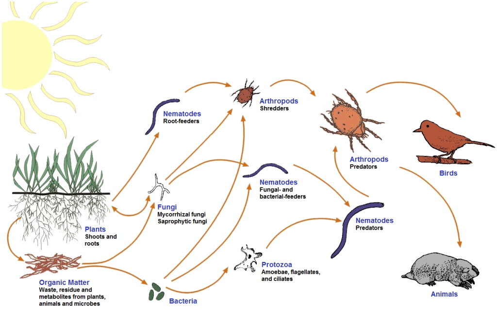 SBPfoodweb-1