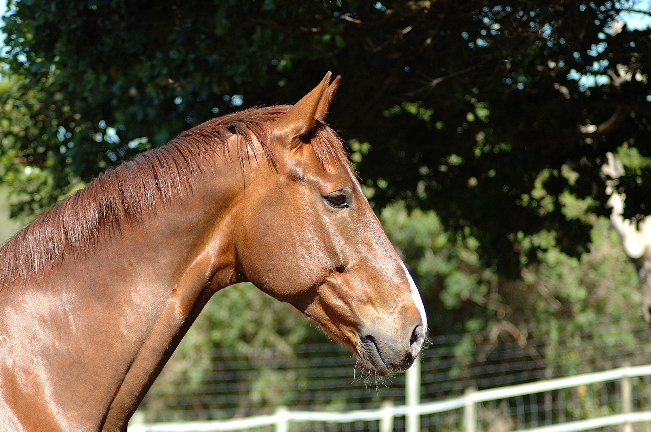 brown horse head portrait