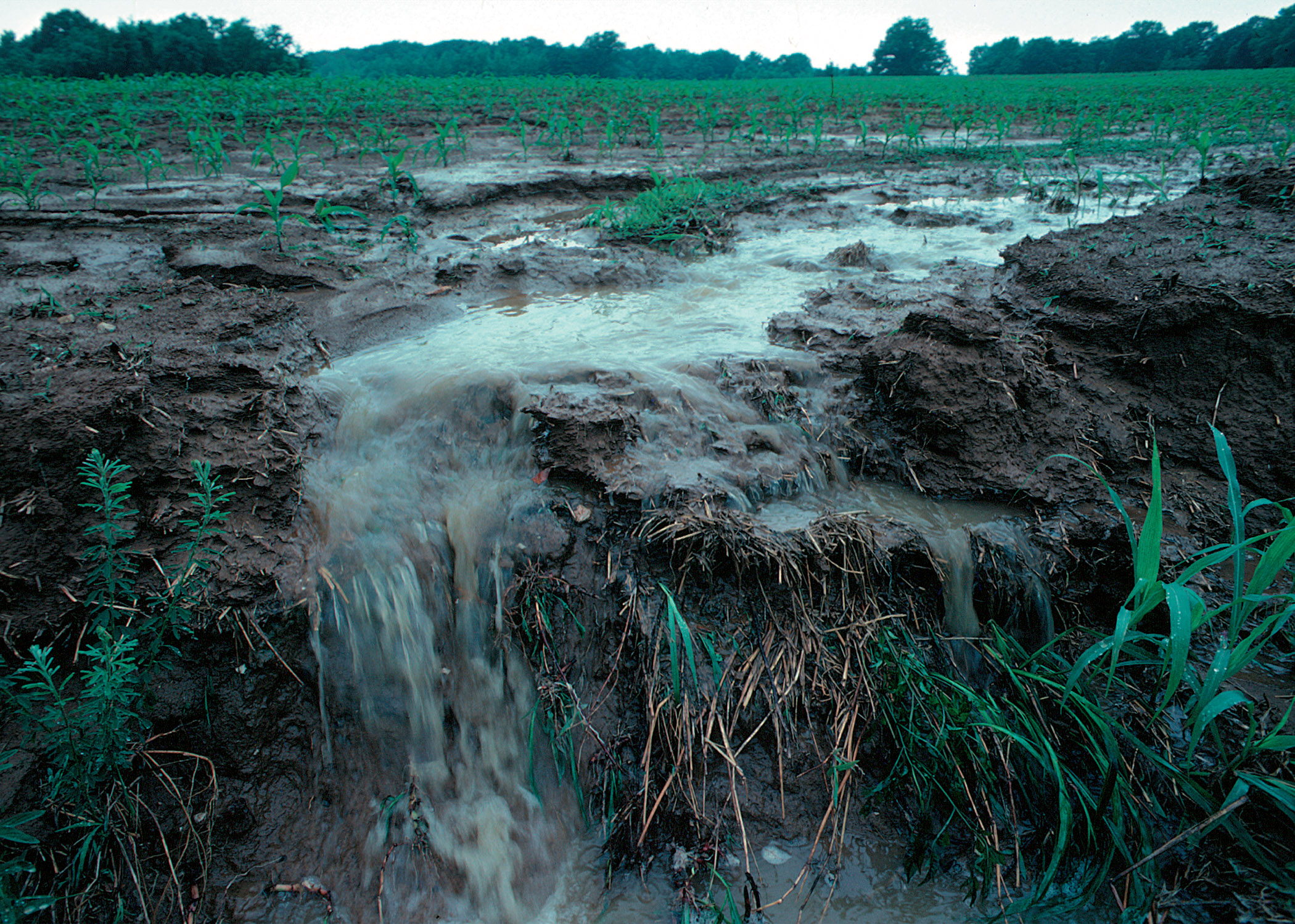 Unprotected farm fields yield topsoil as well as farm fertilizers and other potential pollutants when heavy rains occur.
