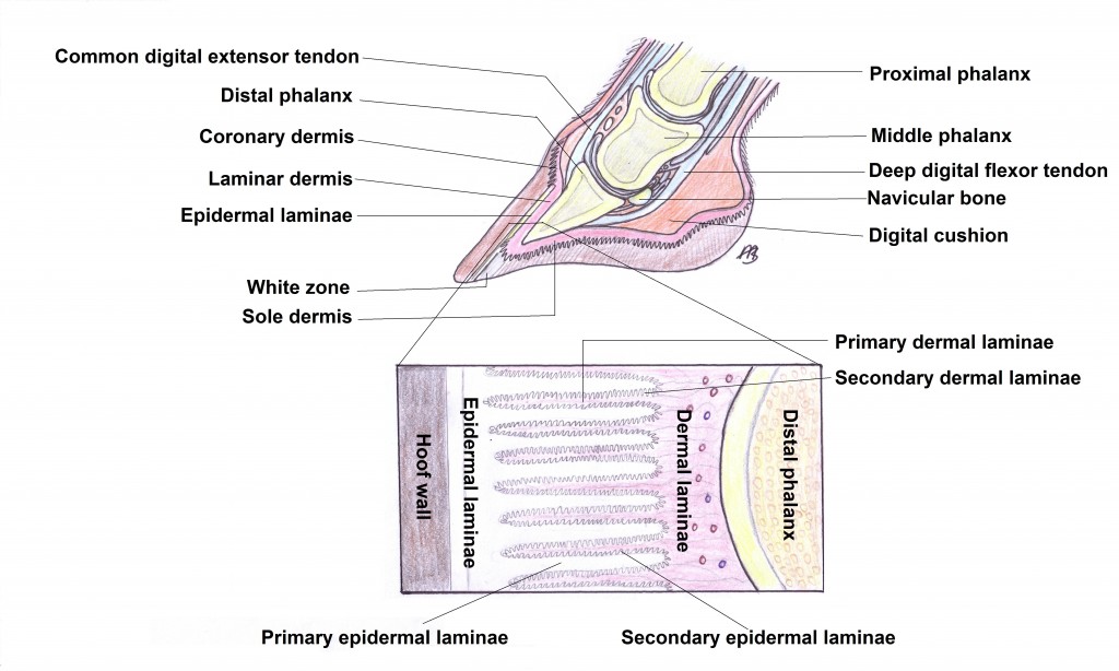 Laminitis Part 1 MB Equine Services