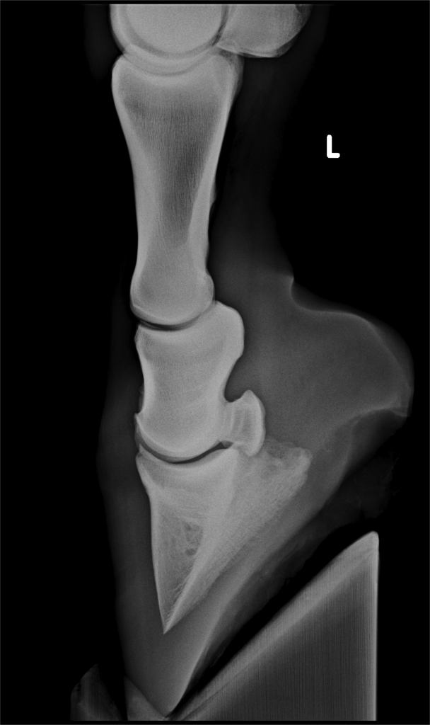 Laminitis Part 1 MB Equine Services