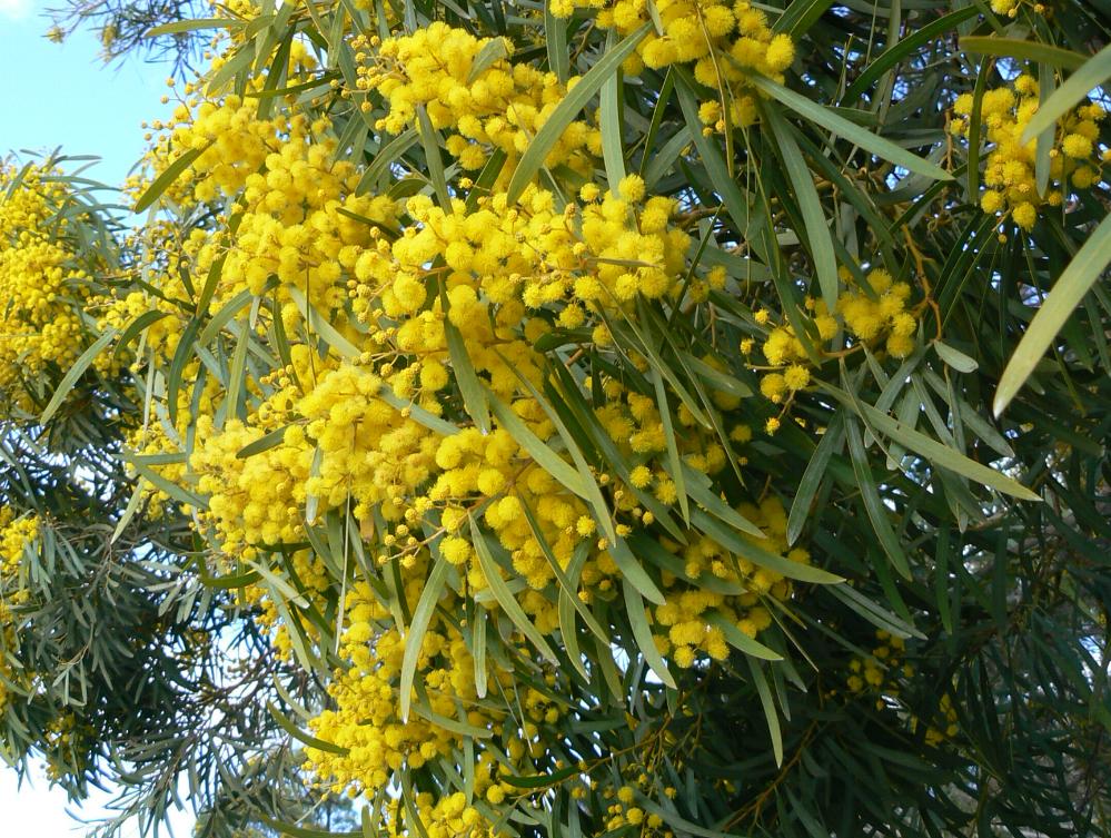 acacia-saligna