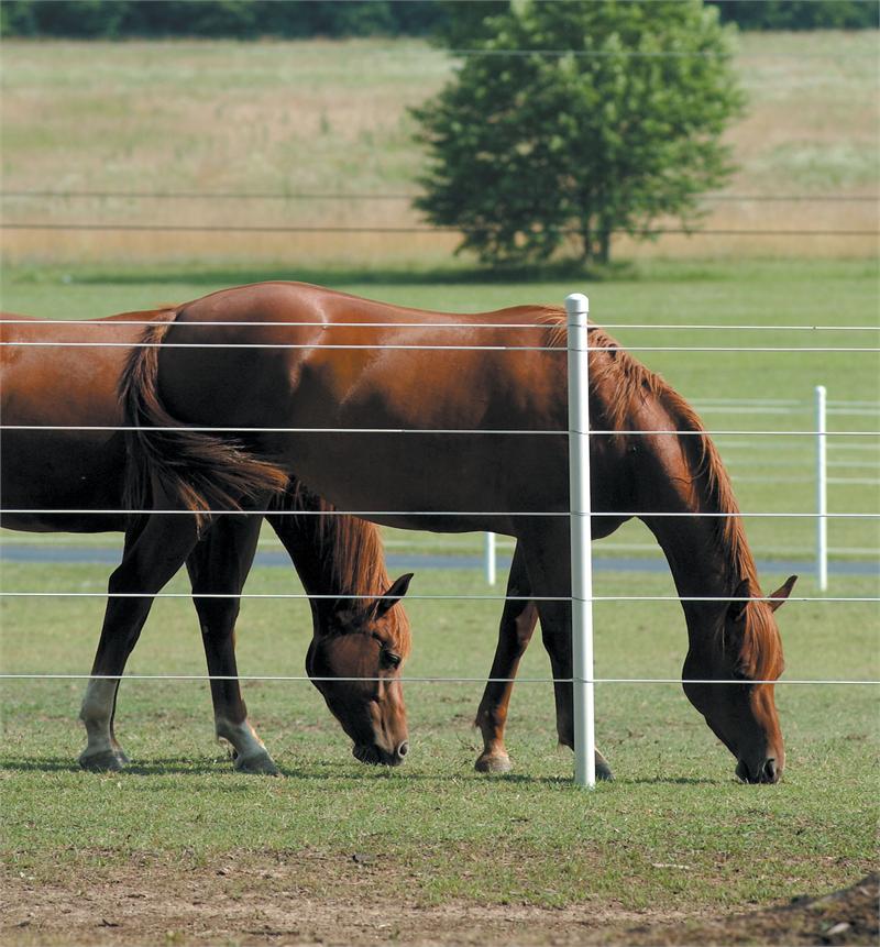 overgrazing-horses