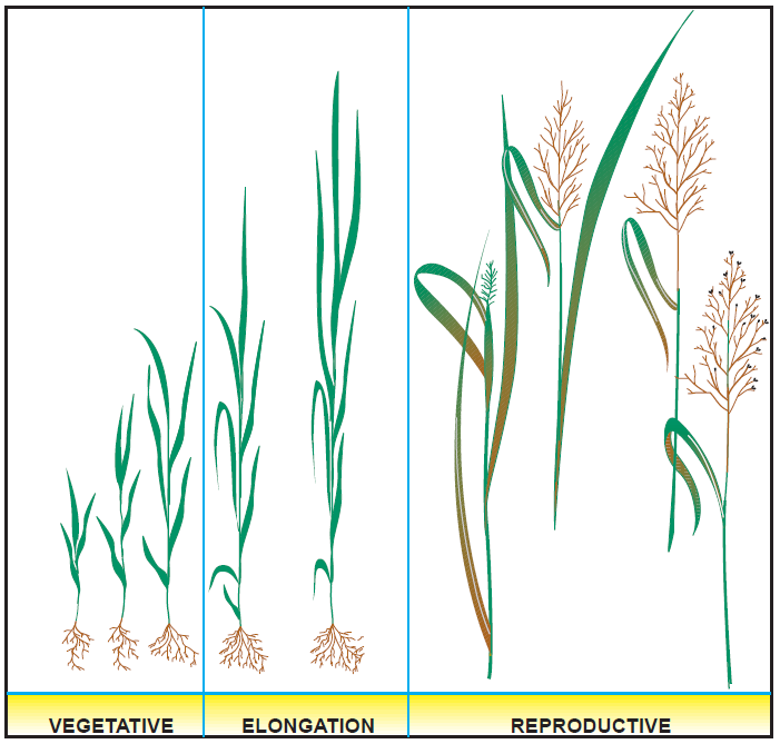 Figure 2. Developmental stages of grass growth. USDA Natural Resources Conservation Service 