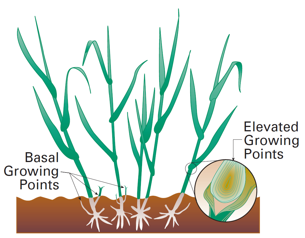 Figure 5. Elevated growing points are vulnerable to removal by grazing. USDA Natural Resources Conservation Service