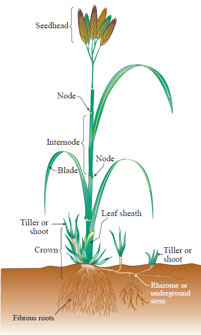 Figure 1. The parts of a grass plant. (Not all grasses have rhizomes.) USDA Natural Resources Conservation Service