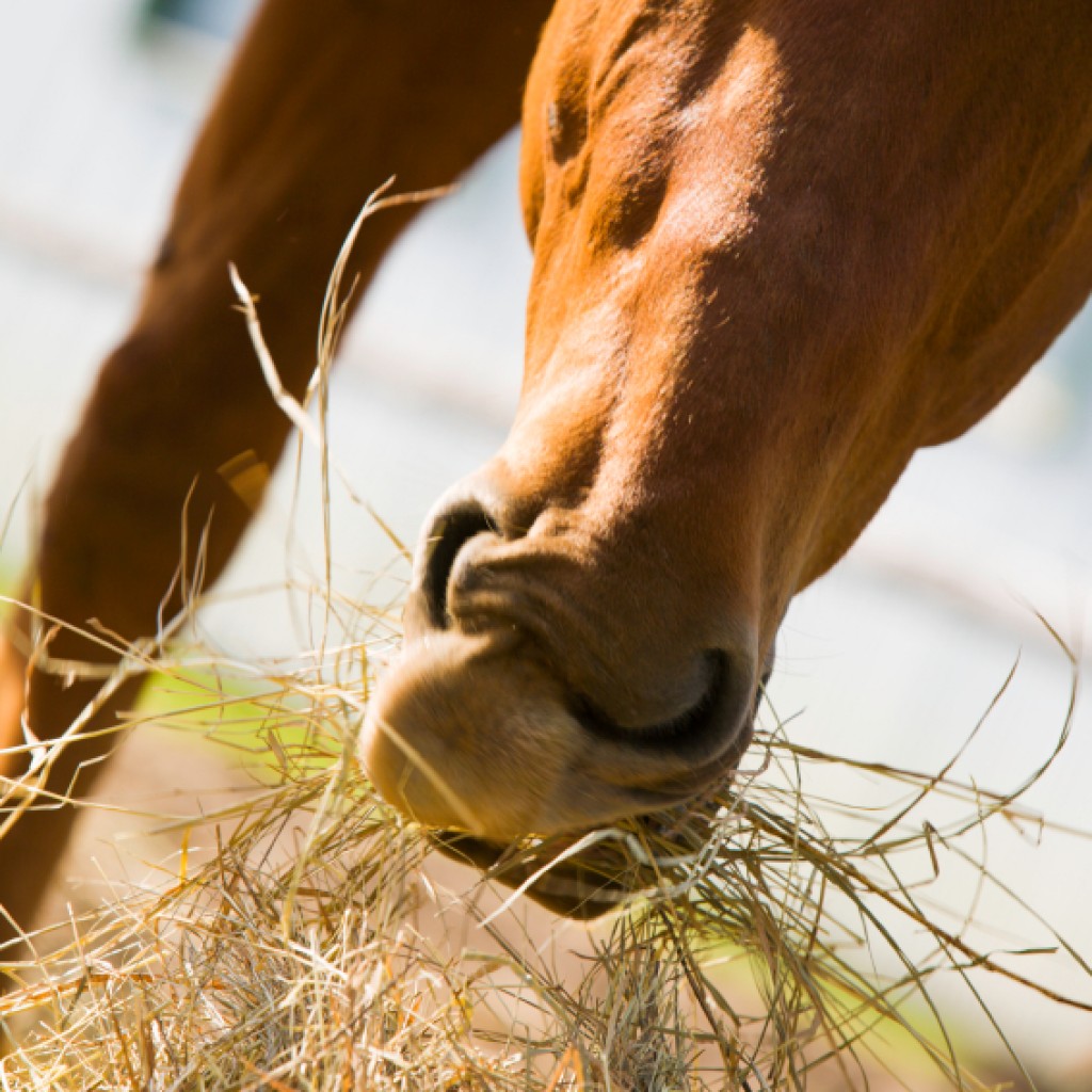 horse eating hay