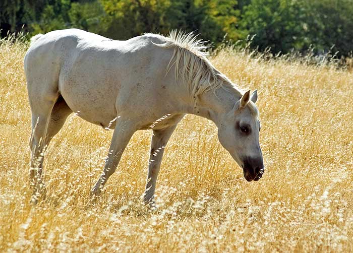 white_horse_golden_grass