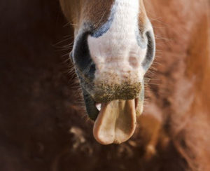 horse-tongue